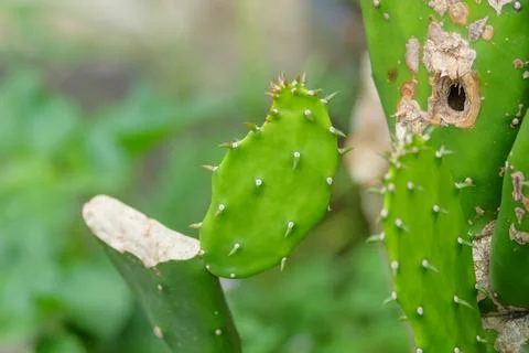 Cactus shoots begin to grow Stock Photos