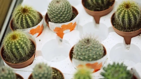 Cactus at shop in closeup 库存影片 82557945