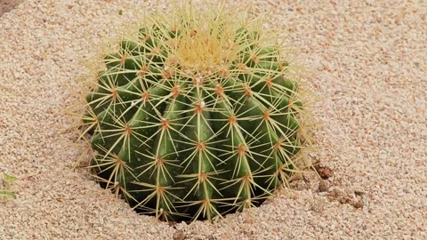 Cactus showcasing a touch of desert charm. Stock Footage 309997613