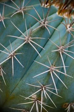 Cactus side spikes Stock Photos