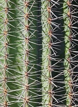 Cactus, side view, close up Stock Photos