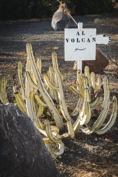 Cactus sign indicating the direction of the volcano Stock Photos