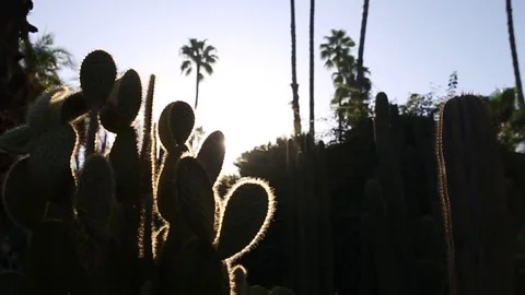 Cactus silhouette Stock Footage 84407544