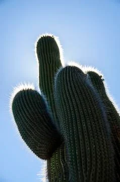 Cactus Silhouette Stock Photos