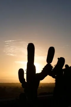 Cactus silhouette Stock Photos