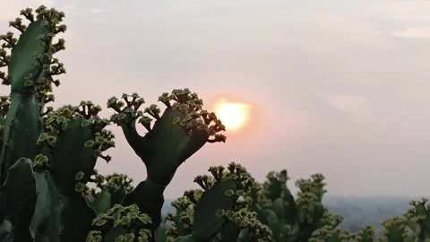 Cactus Silhouette with Sun Setting Behind Stock Footage 323272977