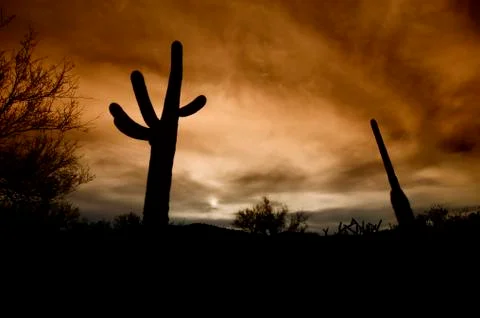Cactus Silhouettes at Sunset Stock Photos