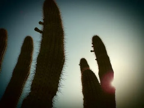 Cactus Silhoutte Stock Photos