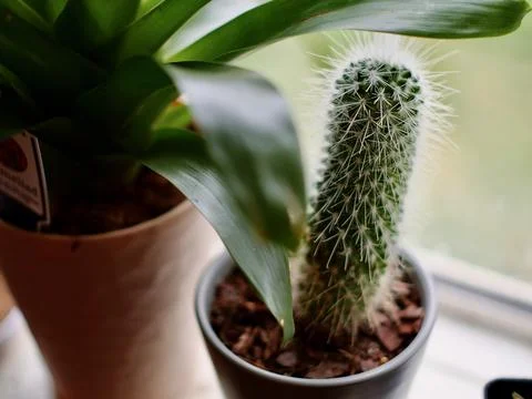 Cactus on sill  写真素材
