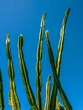A Cactus Sky 写真素材