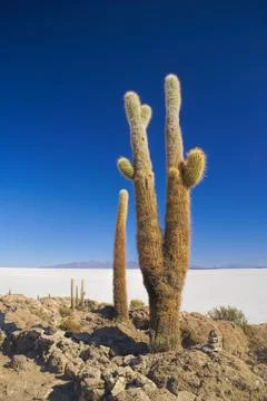 Cactus by slat planes Stock Photos