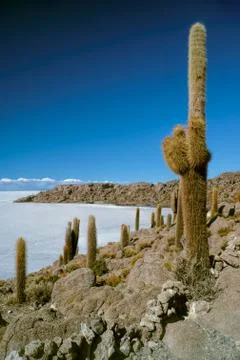 Cactus by slat planes Stock Photos