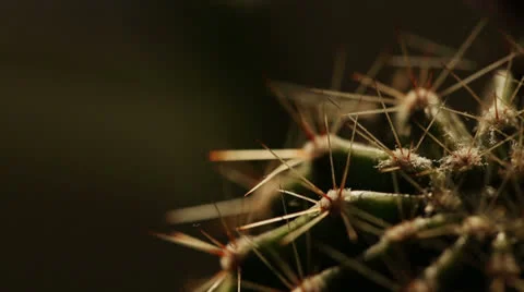 Cactus, Slider, Close Up 스톡 동영상 24863673