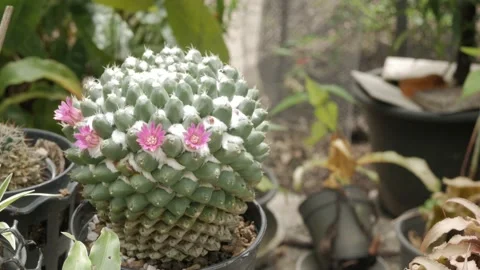 Cactus with small pink flower in summer daytime Stock Footage 167600619