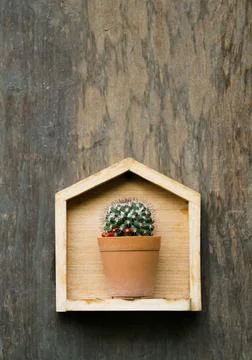 Cactus in small pot Stock Photos