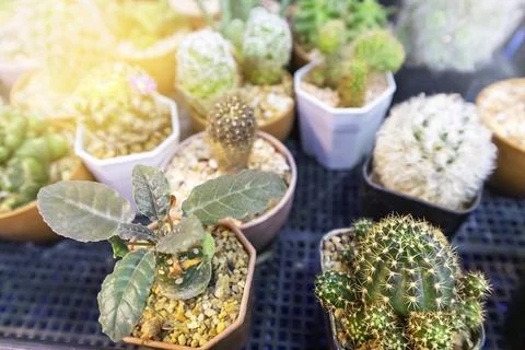 Cactus in small pot There are many species Cactus can be used as decoration.. Stock Photos
