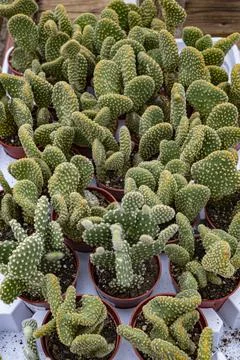 Cactus in a small pots Stock Photos