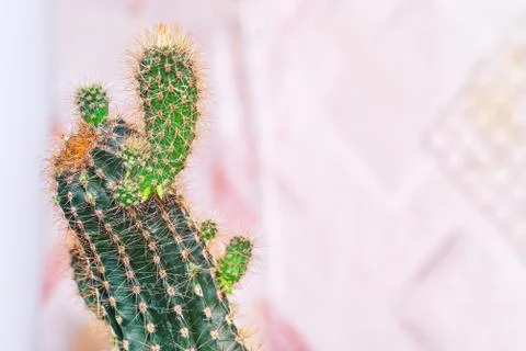 Cactus with small shoots Stock Photos