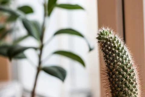 A cactus with some leaves on the background Stock Photos