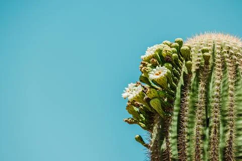 Cactus in the Sonoran Desert in Arizona USA Stock Photos