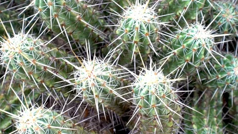 Cactus in South Texas Vídeos de archivo 128556010