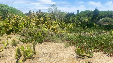 Cactus in Spain Stock-Footage 279839202