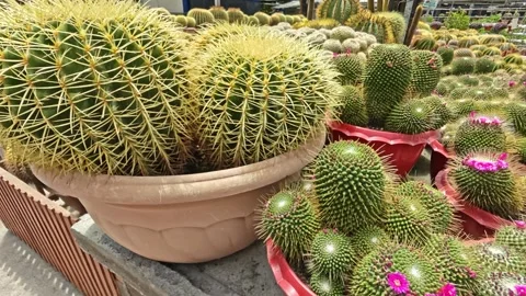 Cactus species Stock Footage 330692820