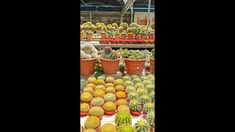 Cactus species Stock Footage 330692871