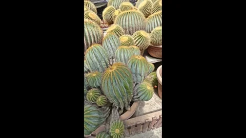 Cactus species Stock Footage 330693131