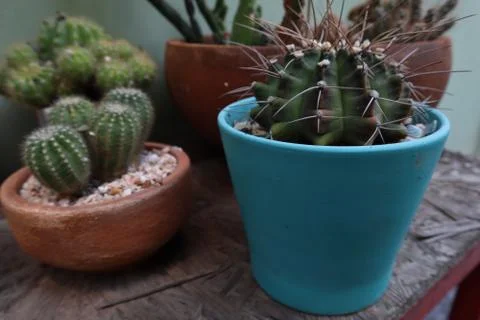 Cactus in the speculum Stock Photos