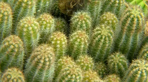 Cactus spike macro Stock Footage 10740147