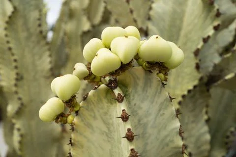 Cactus spiked. Cactus backdround, cacti design or cactaceae pattern. Foto stock