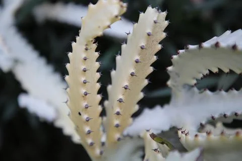 Cactus spiked. Cactus backdround, cacti design or cactaceae pattern. Stock Photos
