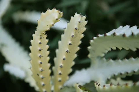 Cactus spiked. Cactus backdround, cacti design or cactaceae pattern. 写真素材