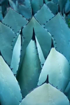 Cactus spikes abstract pattern Stock Photos