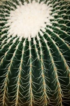 Cactus spikes closeup Stock Photos