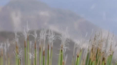 Cactus spikes 스톡 동영상 56620061