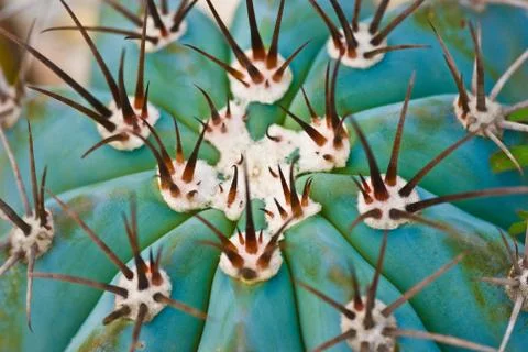 Cactus spikes Stock Photos