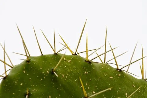 Cactus spikes Stock Photos