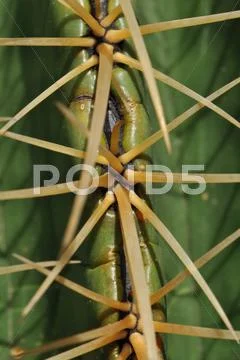 Cactus spikes Stock Photos