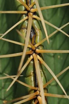 Cactus spikes Фото