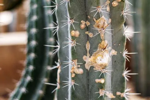 Cactus with spikes. Stock Photos