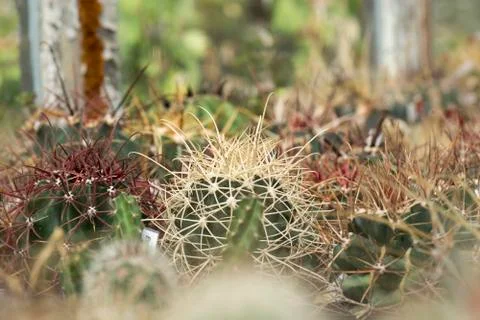 Cactus spine Stock Photos