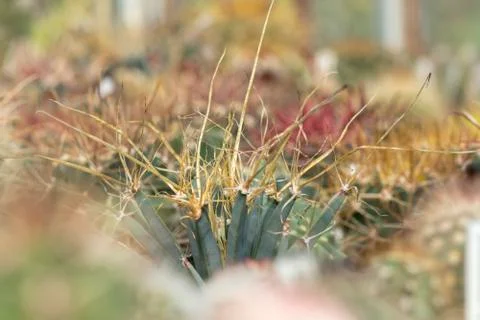 Cactus spine Stock Photos