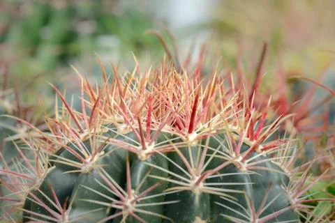 Cactus spine Stock Photos
