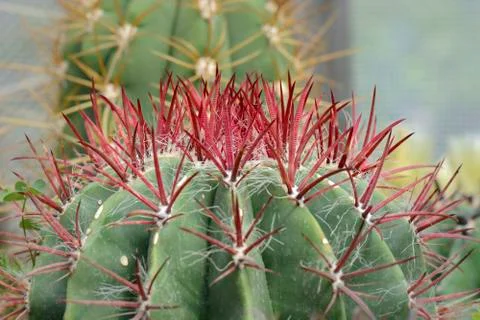 Cactus spine Stock Photos
