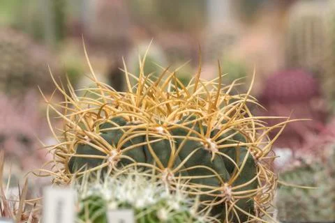 Cactus spine Stock Photos