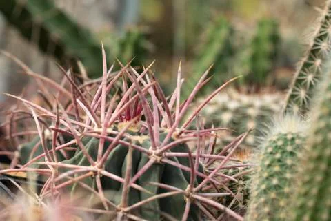 Cactus spine Stock Photos