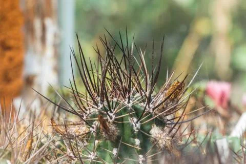 Cactus spine Stock Photos