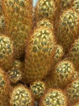 Cactus spines close up with intricate patterns, suitable for nature backgro.. Foto stock